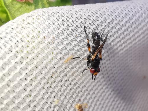 Thecophora sp.